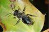 Andrena cineraria